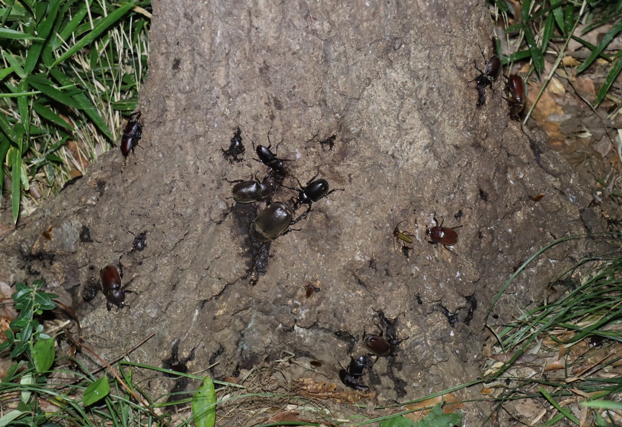 カブトムシ-4♂4♀、ノコギリクワガタ-2ペア、1♂_No4のコナラ（正面）_クワガタ達のオアシス_2023年7月31日19時40分 気温29.2度